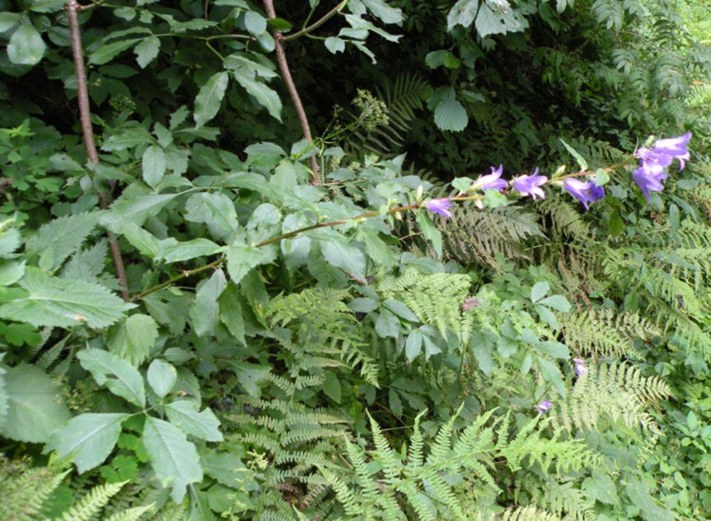 Campanula trachelium o latifofolia? Campanula trachelium